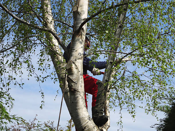 Best Arborist Consultation Services  in Anthem, AZ